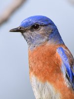 Bluebird5.jpg