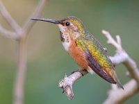 Hummer10.jpg