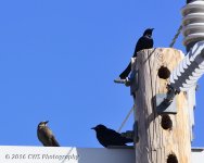 3-1-16-cr__D7K1934.jpg