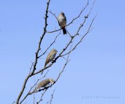 3-1-16-cr__D7K1966.jpg