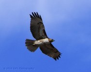 3-1-16-cr__D7K1971.jpg