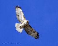 3-1-16-cr__D7K1977.jpg