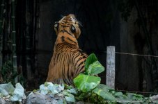 tiger cm-1.jpg