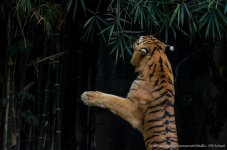 tiger cm-2.jpg
