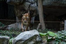 tiger cm-5.jpg
