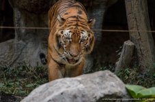 tiger cm-6.jpg