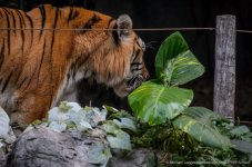 tiger cm-7.jpg