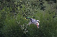DSC_7231.jpg
