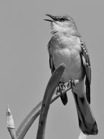 MockingbirdBW.jpg