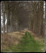 treeroad.jpg