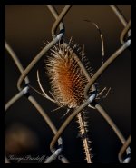 W_DSC_2036.jpg
