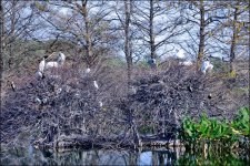3-2-16 WAKO   11.jpg