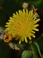 Dandylion.jpg