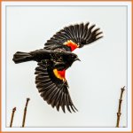 _DSC3172-Edit.jpg