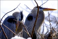 3-2-16 WAKO   16.jpg