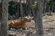 cow-1.jpg