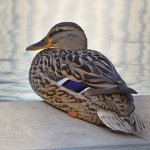 Mallard.jpg