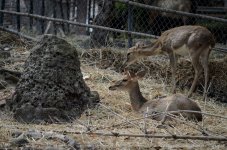 deer-2.jpg