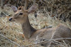 deer-3.jpg