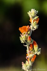 DSC_2057.jpg