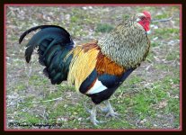 Rooster 3-2-2016.jpg