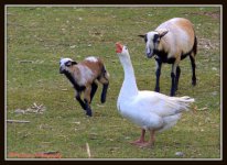 Kid, Goose, and Nanny 3-2-2016.jpg