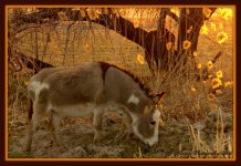 Donkey in the Sunset 3-2-2016.jpg