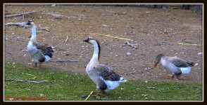 Gander, Gander, and Goose 3-2-2016.jpg