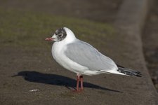 DSC_7319.jpg