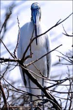 3-2-16 WAKO   28.jpg