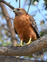 Hawk.jpg