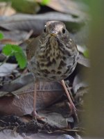 HermitThrush2.jpg