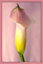 Purple Calla Lily 3-3-2016.jpg