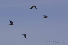 3-3-16-cr__D7K2007.jpg