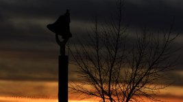 3-3-16-cr__D7K2025.jpg
