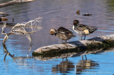 DSC_2391.jpg