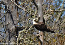 _DSC3620.jpg