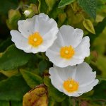 Cistus.jpg