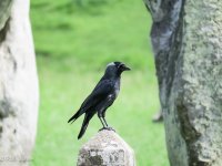 raven1.jpg