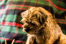 jersey girl-3073-Edit.JPG