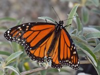 Monarch.jpg