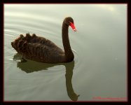 Black Swan 3-5-2016.jpg