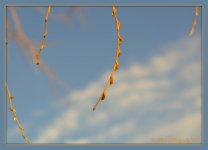 Tree Buds 3-5-2016.jpg