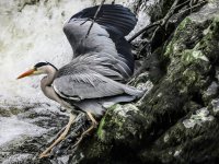 reprocessed heron.jpg