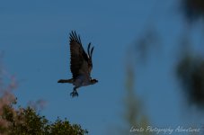 DSC_2409.jpg