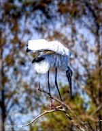 3-2-16 WAKO   51.jpg