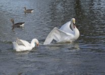 DSC_7383.jpg