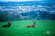 2016.03.04 Ashton Court Walk-9.jpg