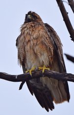 Hawk3.jpg