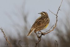 3-6-16-cr__D7K2122.jpg